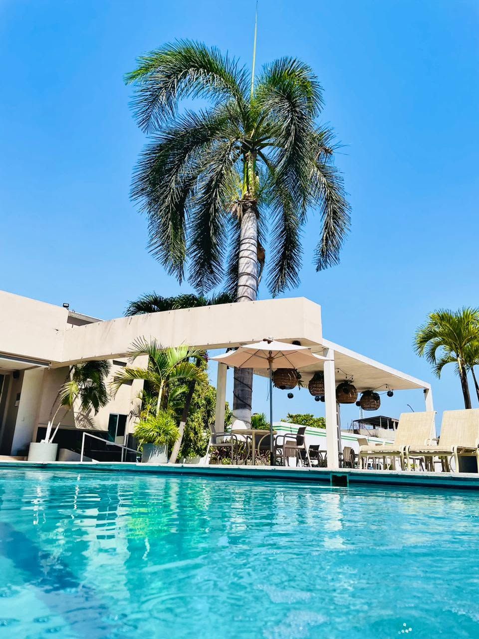 Alberca con palmera y terraza